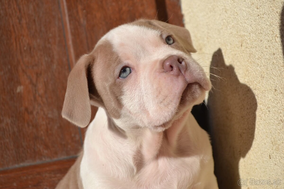 American bully pocket / standard - 2