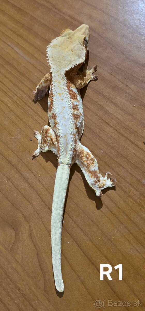 Pagekón riasnatý - 2