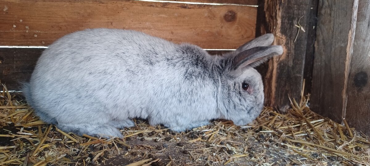 VSS 1.5 rocny samec - 2