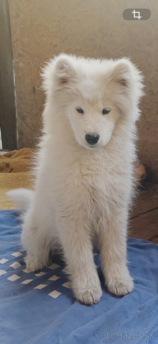 Samojed šteniatka na predaj - 2