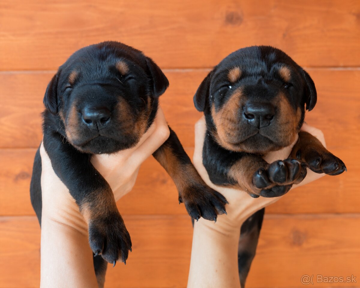 Doberman šteniatká - 2
