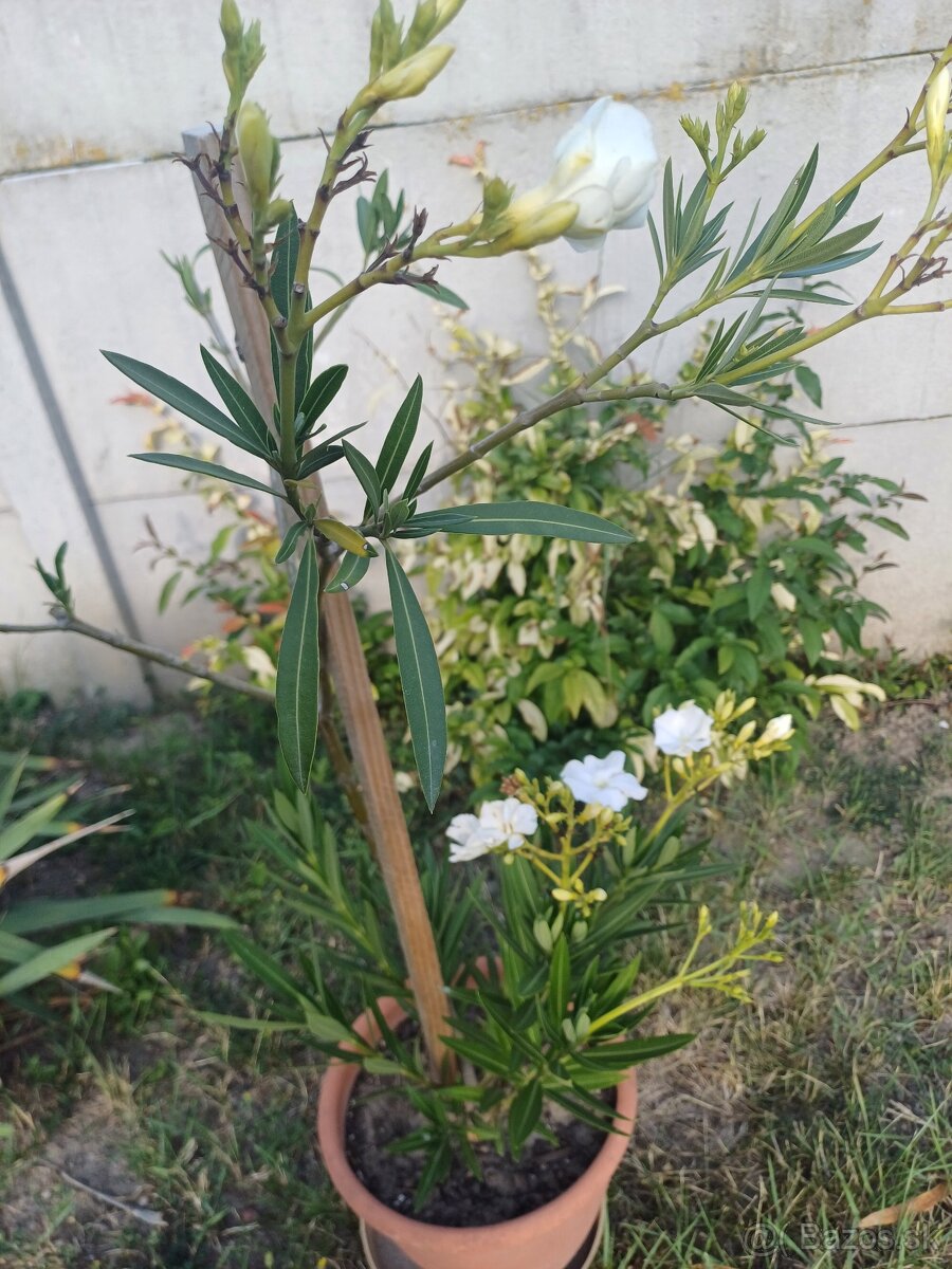 Oleander - 2