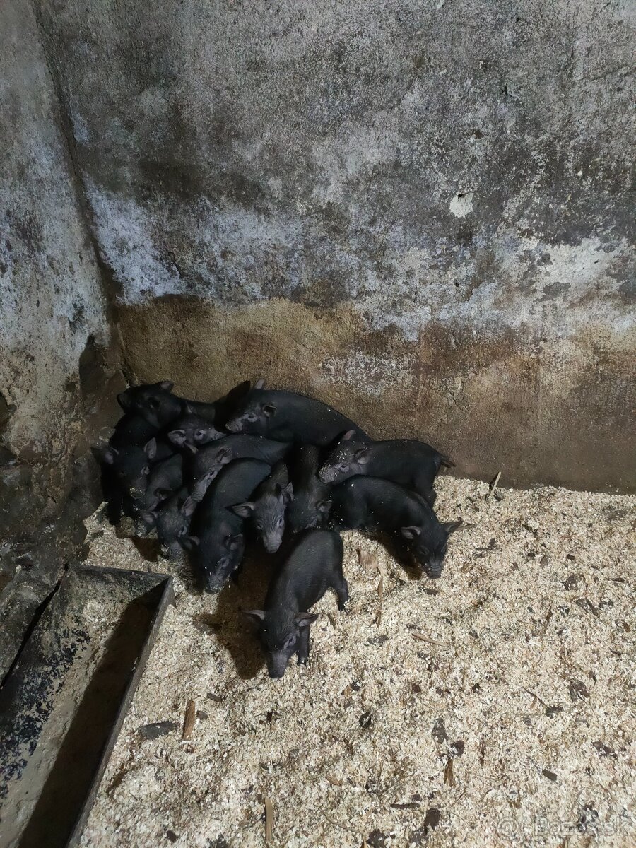 Vietnamské odstavcata - 2