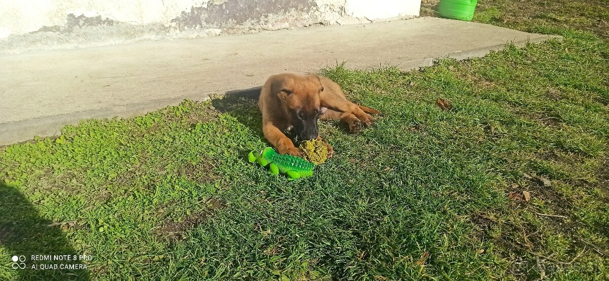 Belgický ovčiak malinois - 2