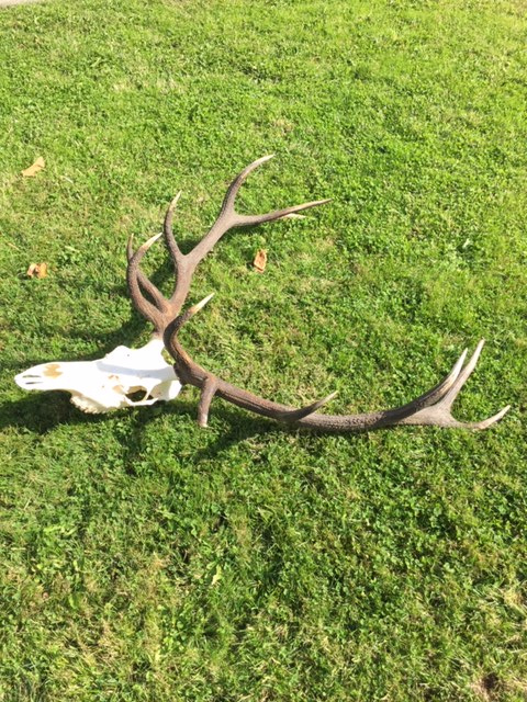 jeleň, trofej, zhody, parohy, parožie - 2