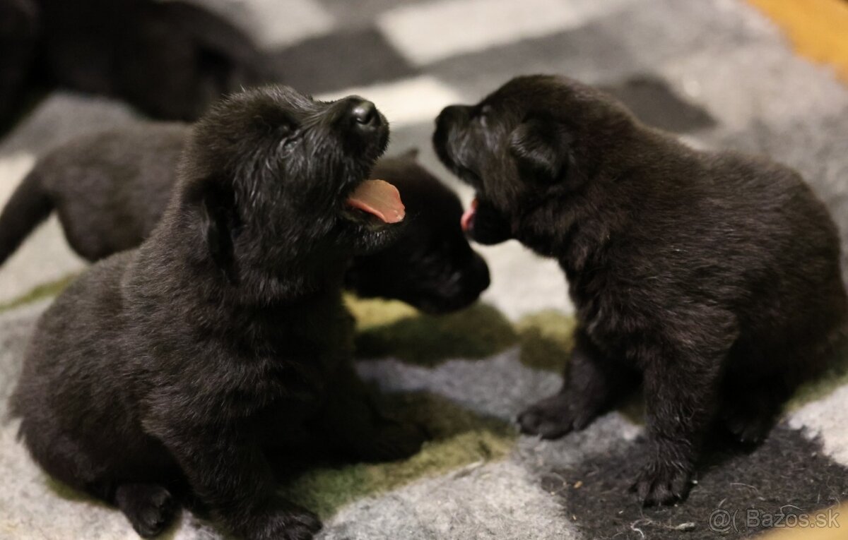 Nemecký ovčiak s PP - 2