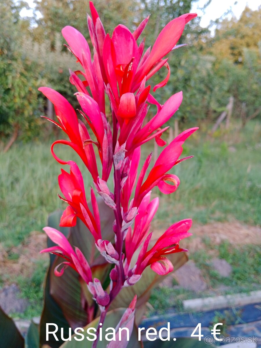 Kana indická (Canna indica) hľúzy. - 2