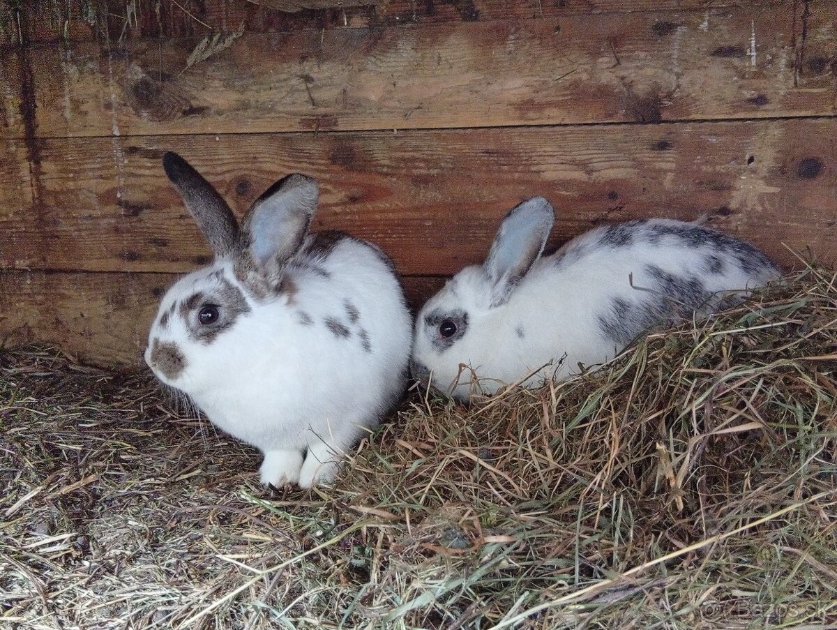 Predam králiky. - 2