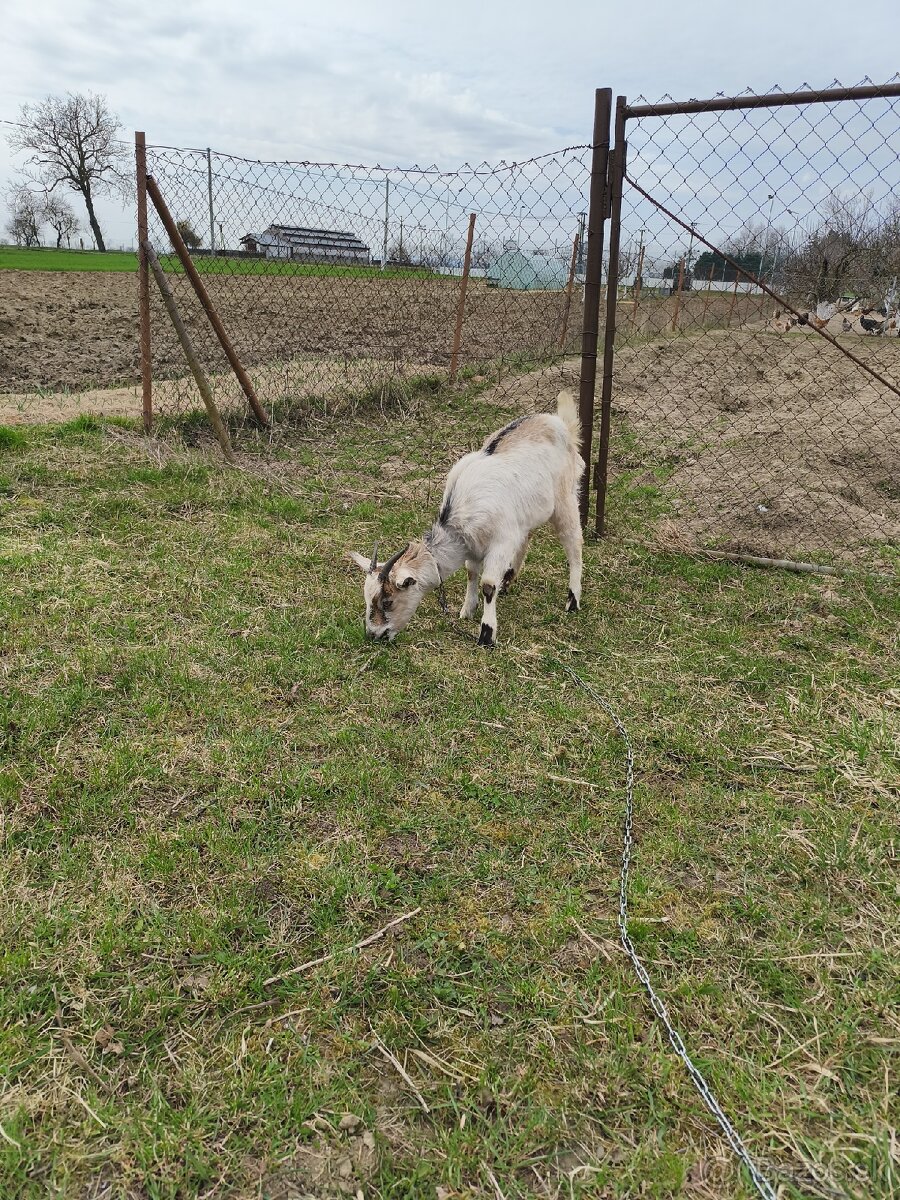 Predám kozy - 2