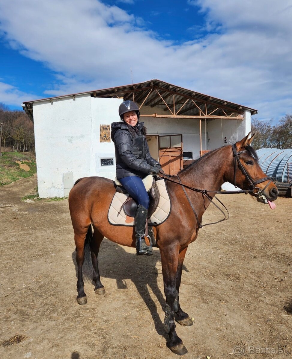 Shagya- arab 10r valach - 2