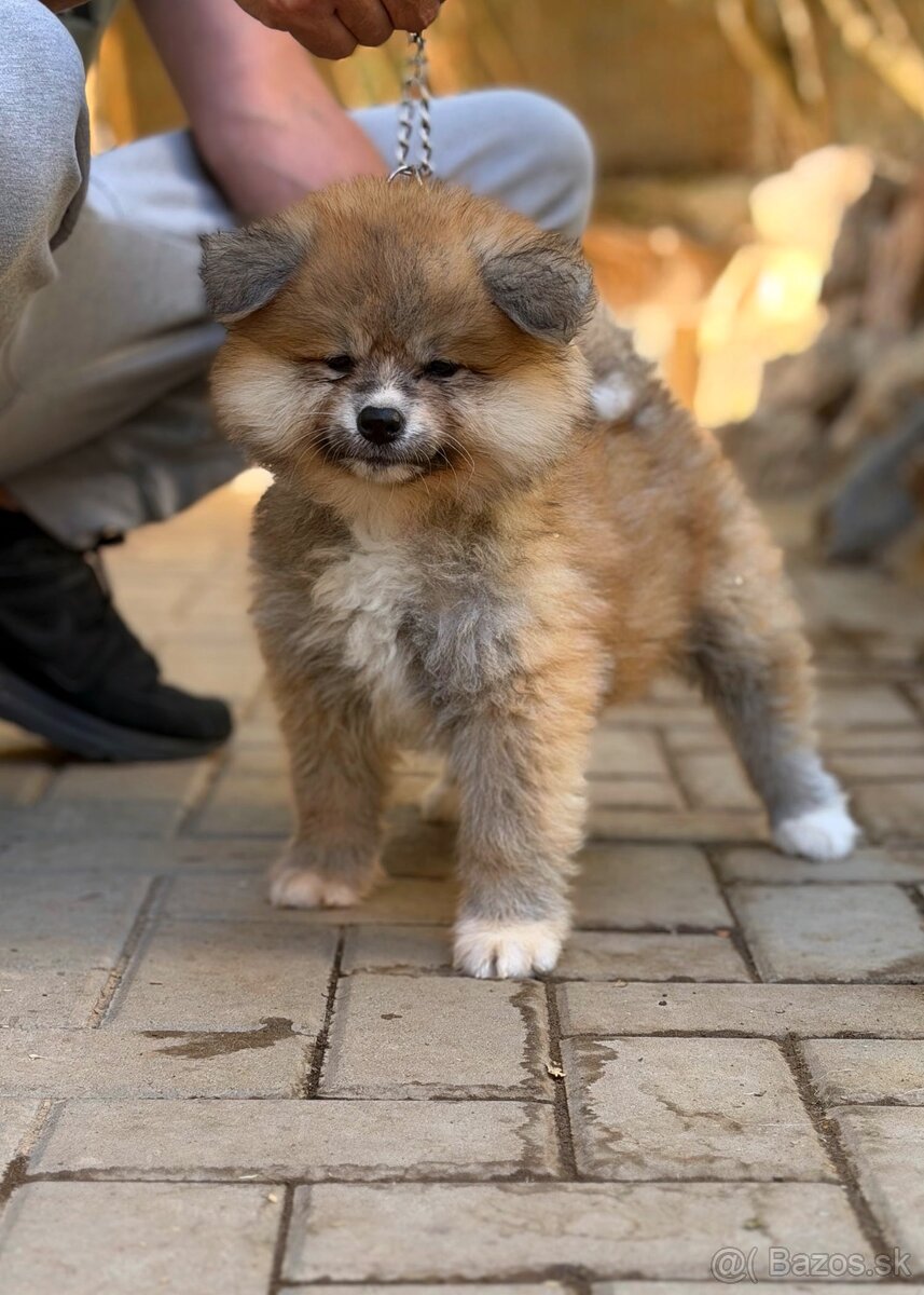 Japonská Akita Inu s PP - 2