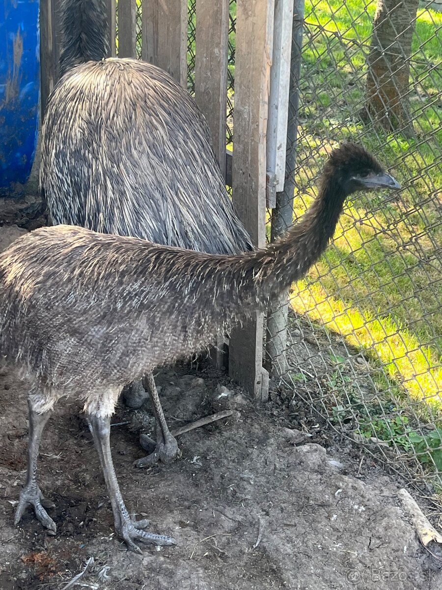 Mláďa Emu s testom DNA - 2