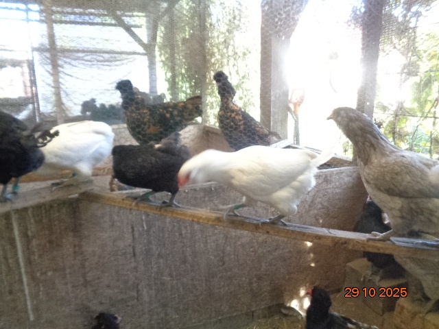 Ameraucana-sliepky - 2