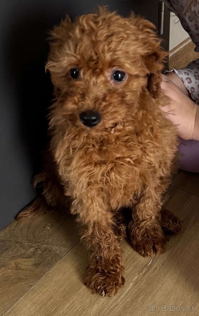 cavapoo - fenka - 2