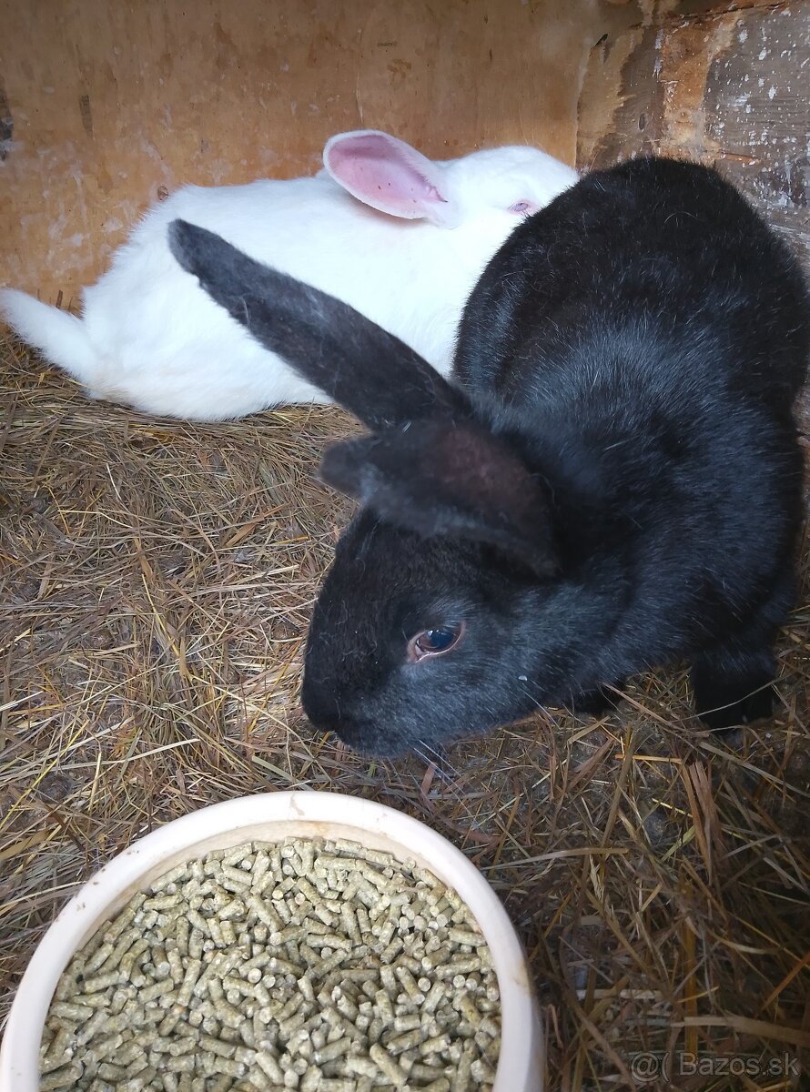 Králiky zajace - 2