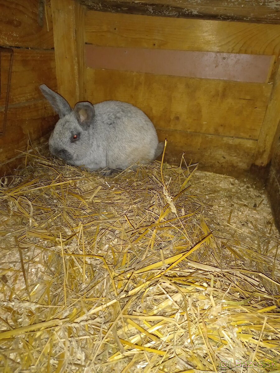 Velky svetly strieborny - 2