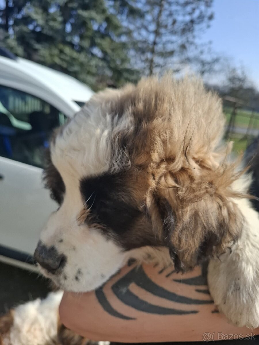 Šteniatko bernardína - 2