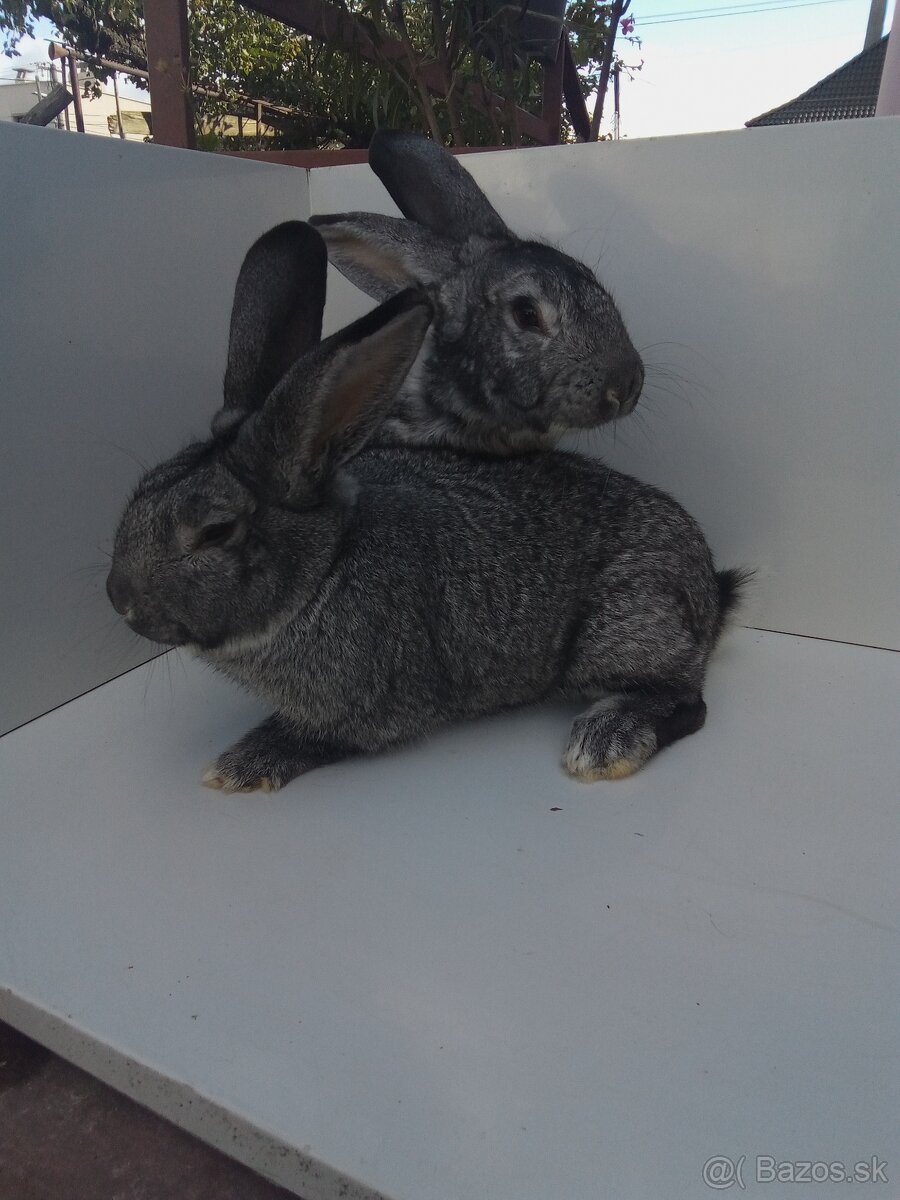 Činčila veľká - 2