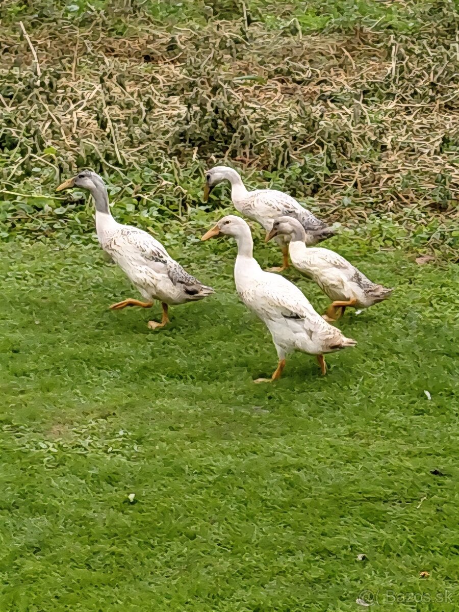 Predam indicke bezce - 2