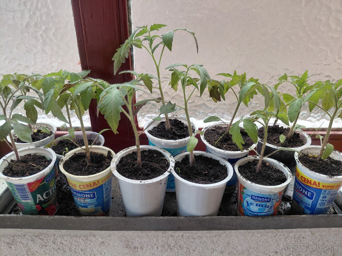 Priesady / planty rajcin / paradajok - 2