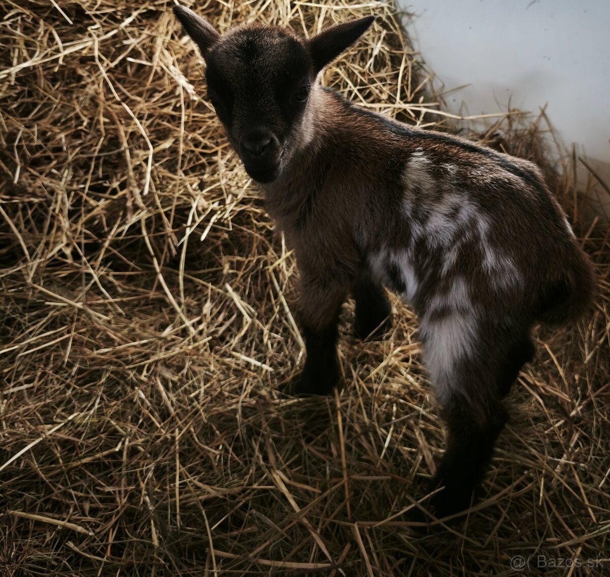 Predám holandské minikozičky - 2