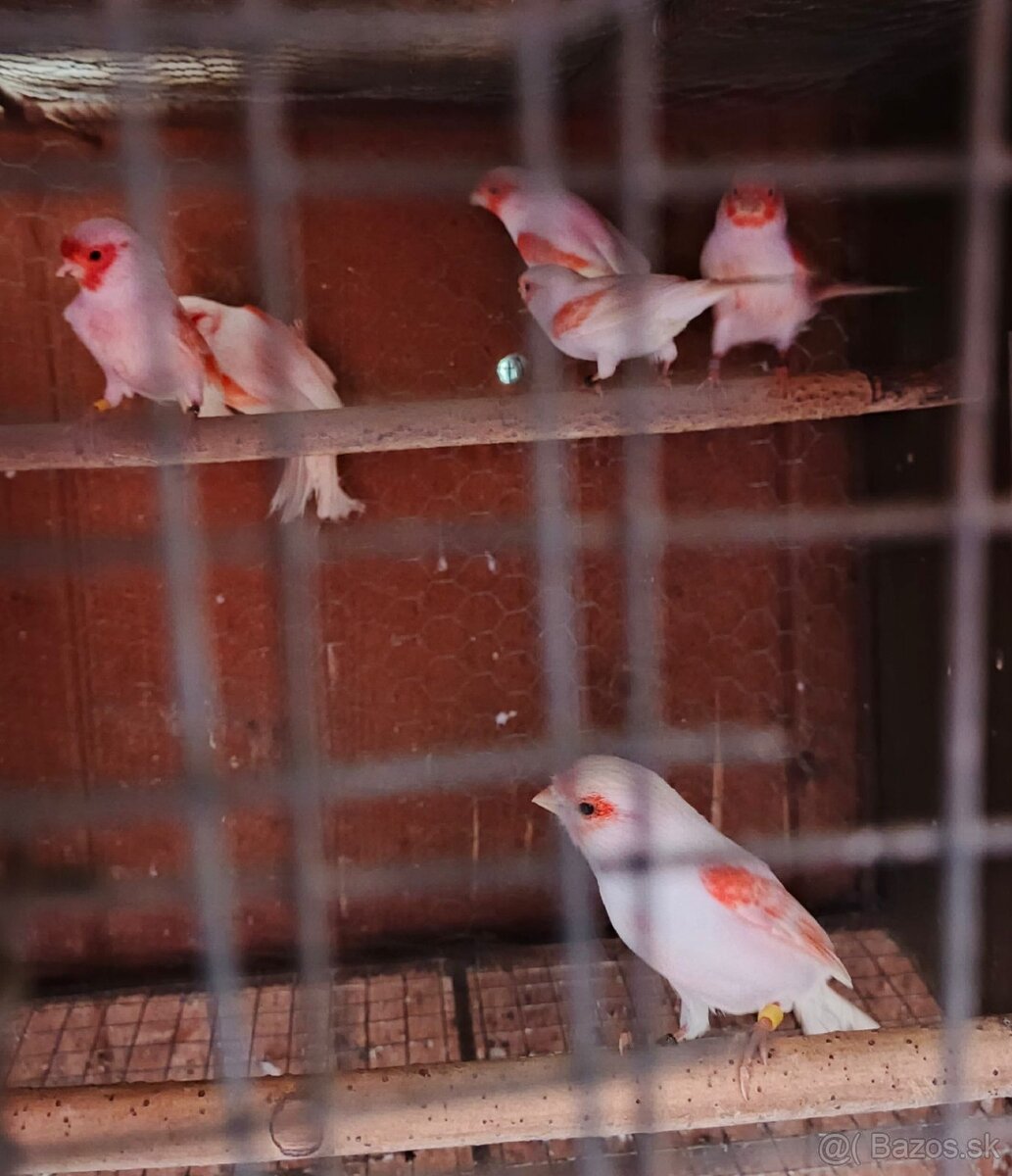 Predam Kanarikov - 2