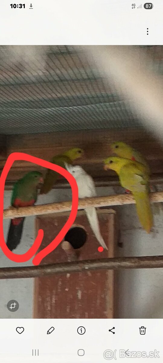 Papagáj kráľovský - 2