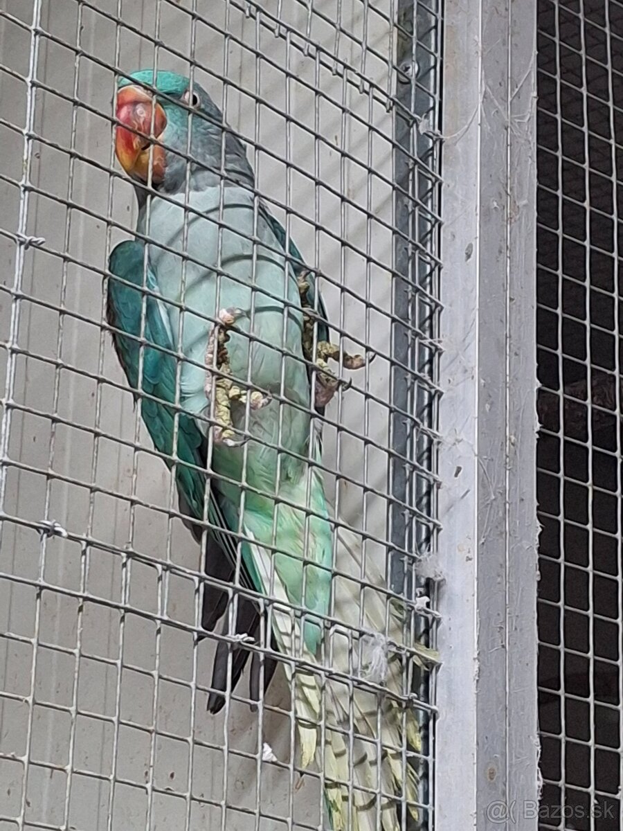 Alexander Veľký Aqua - 2