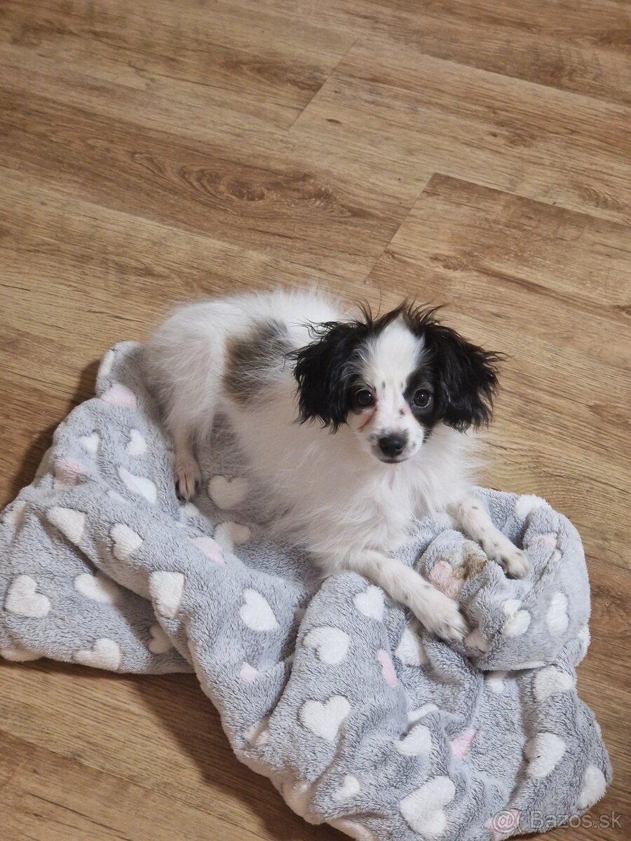 Papillon šteniatko phalene - 2