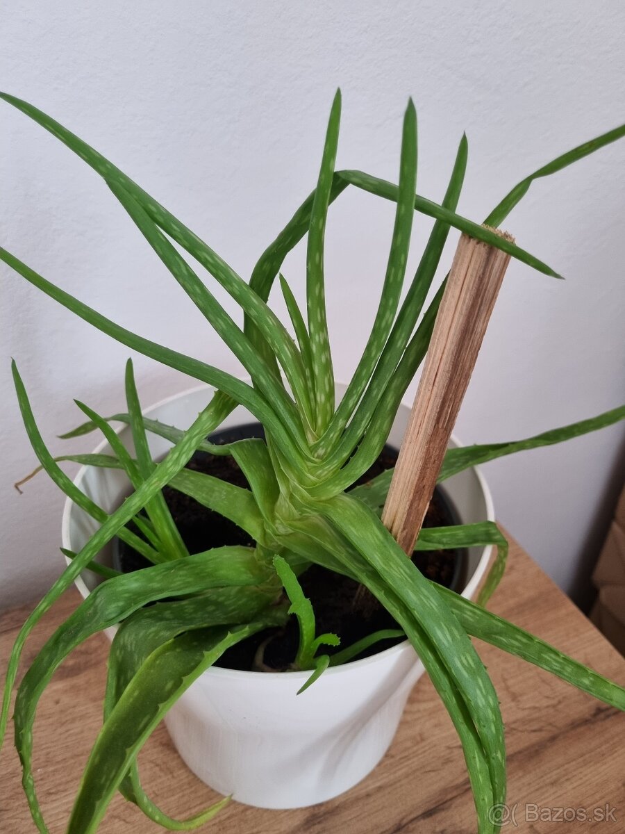 Darujem aloe vera - 2