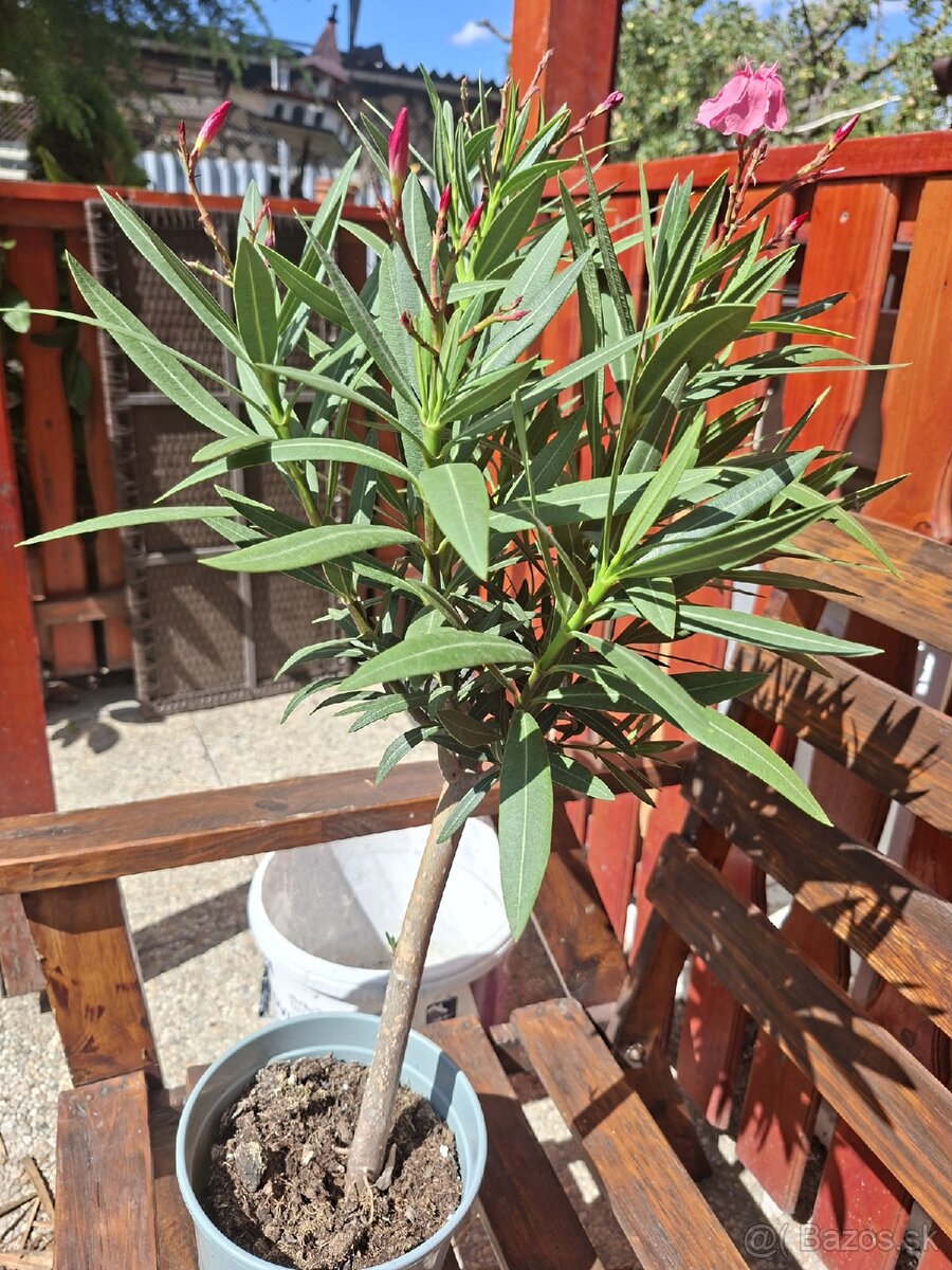 OLEANDER - 2