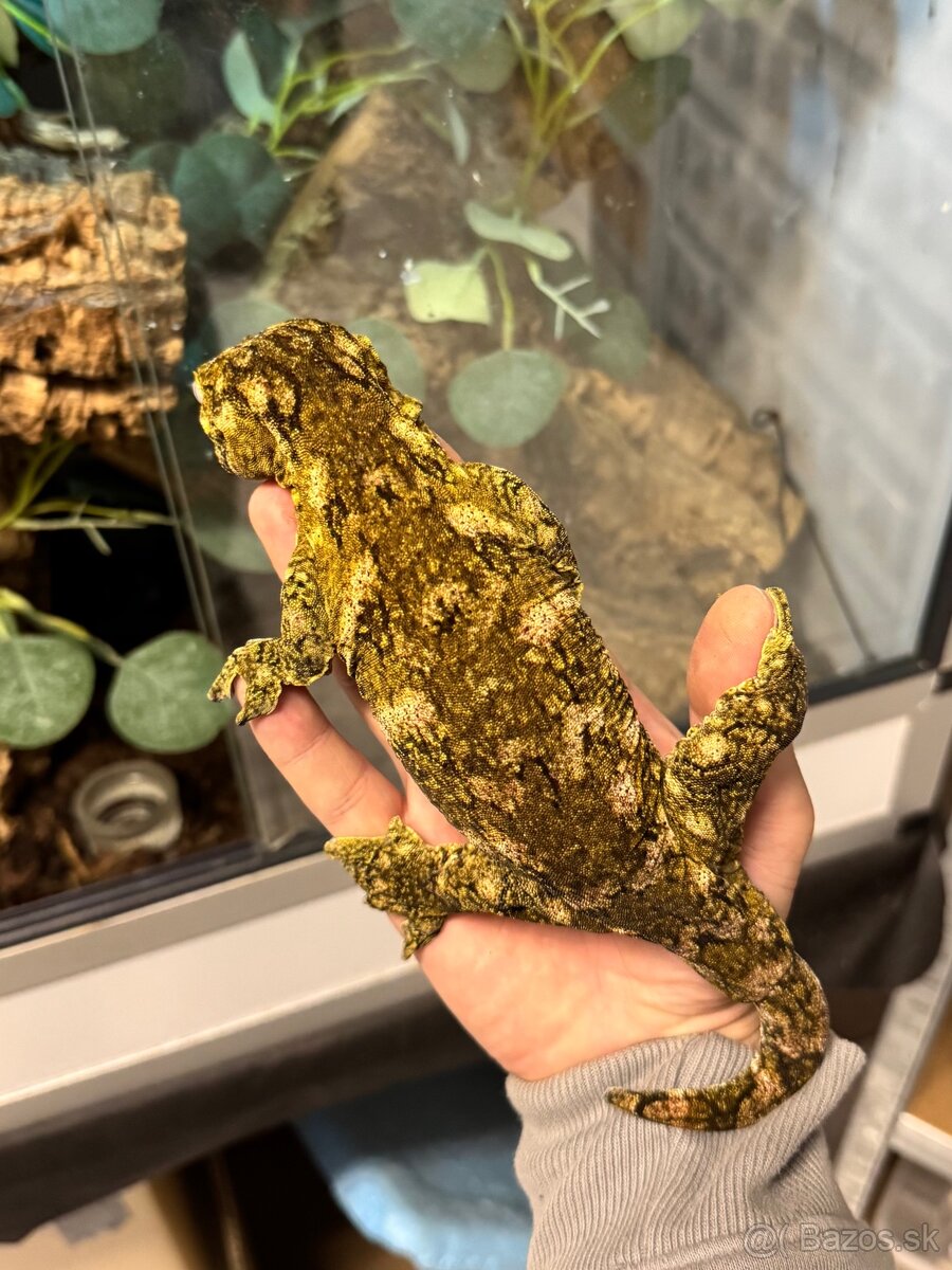 Rhacodactylus Leachianus - 2