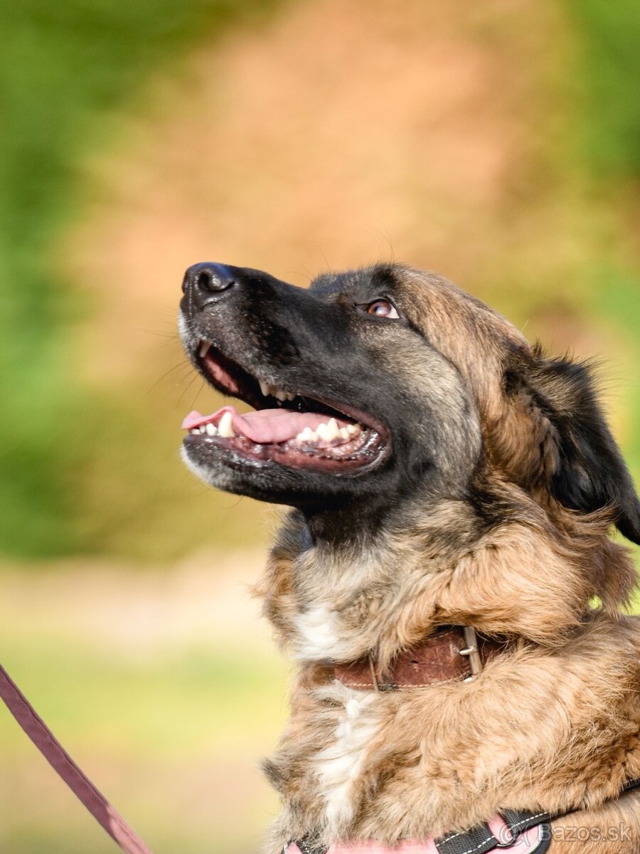 Darujem mohutnú sučku pandu - mix leonberger - 2