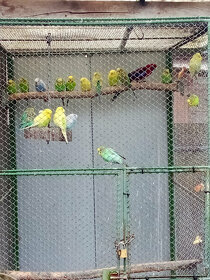 andulky- krúžkované - 2