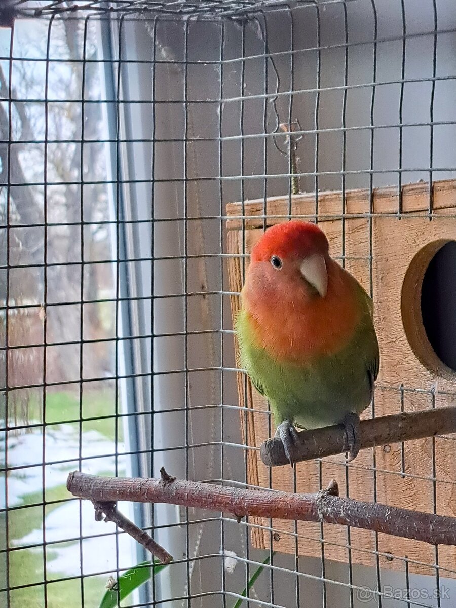 Agapornis ružovohrdlý pár - 2