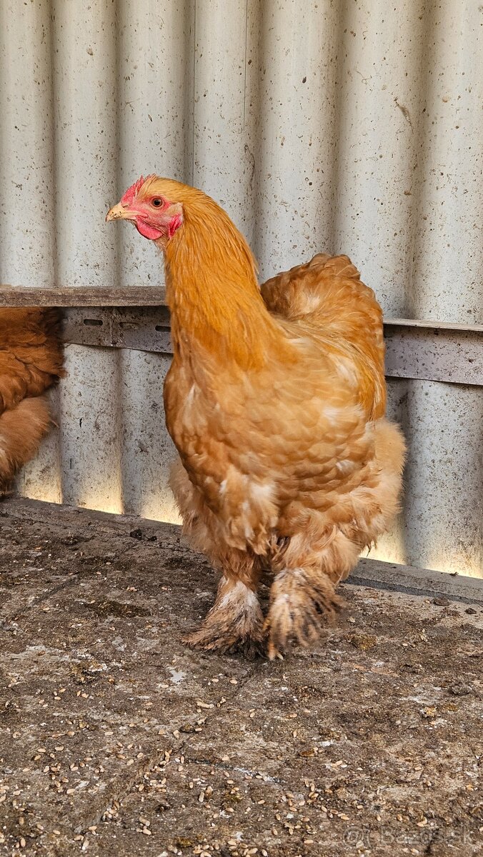 Kohút Kočinka - veľká forma - 2