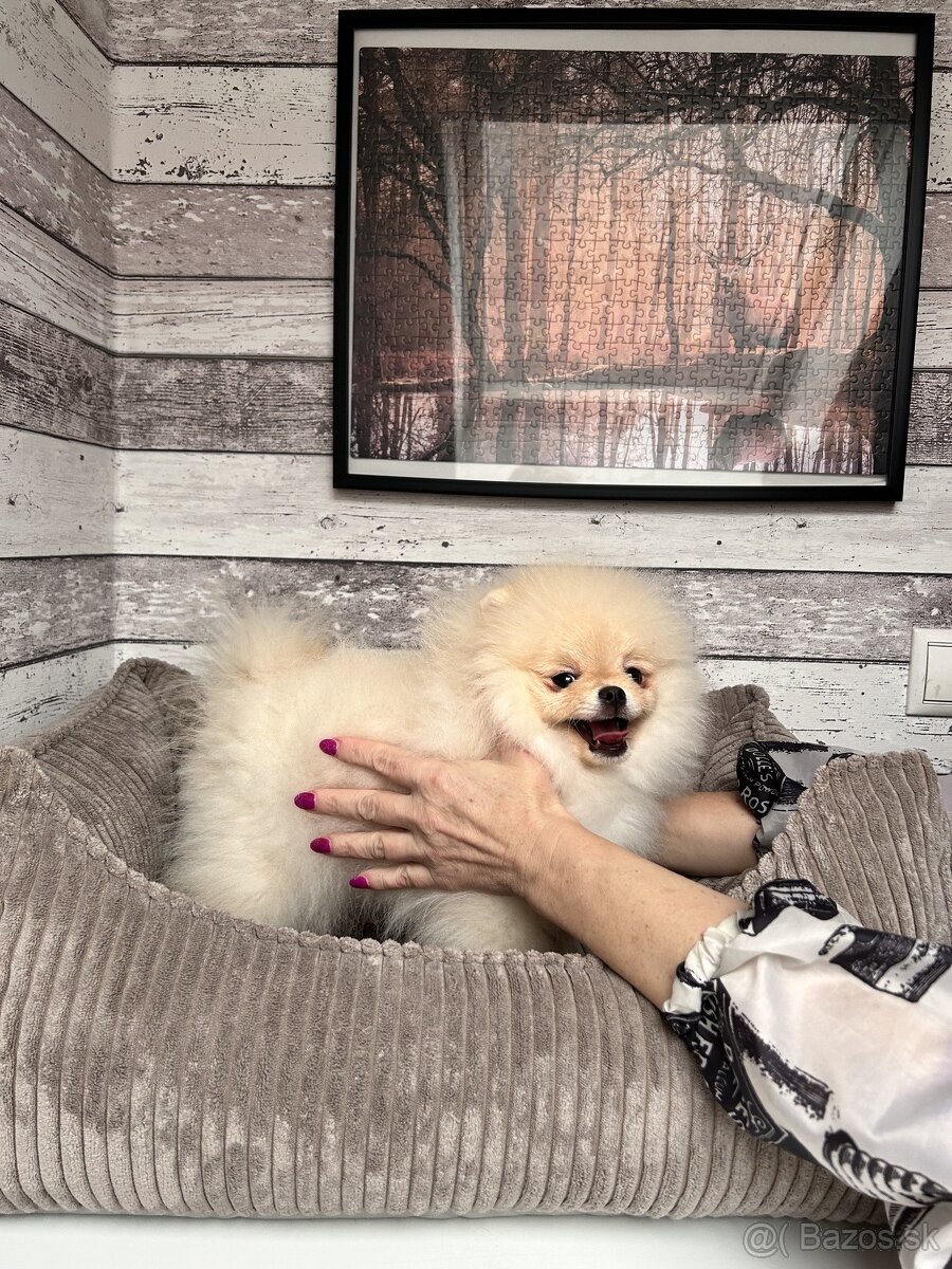 Pomeranian s PP, Chovatelská stanica Nucháčik poms - 2