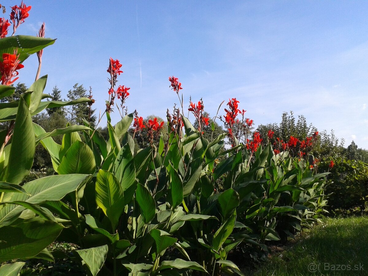 ČERVENÁ KANA INDICKÁ - 2