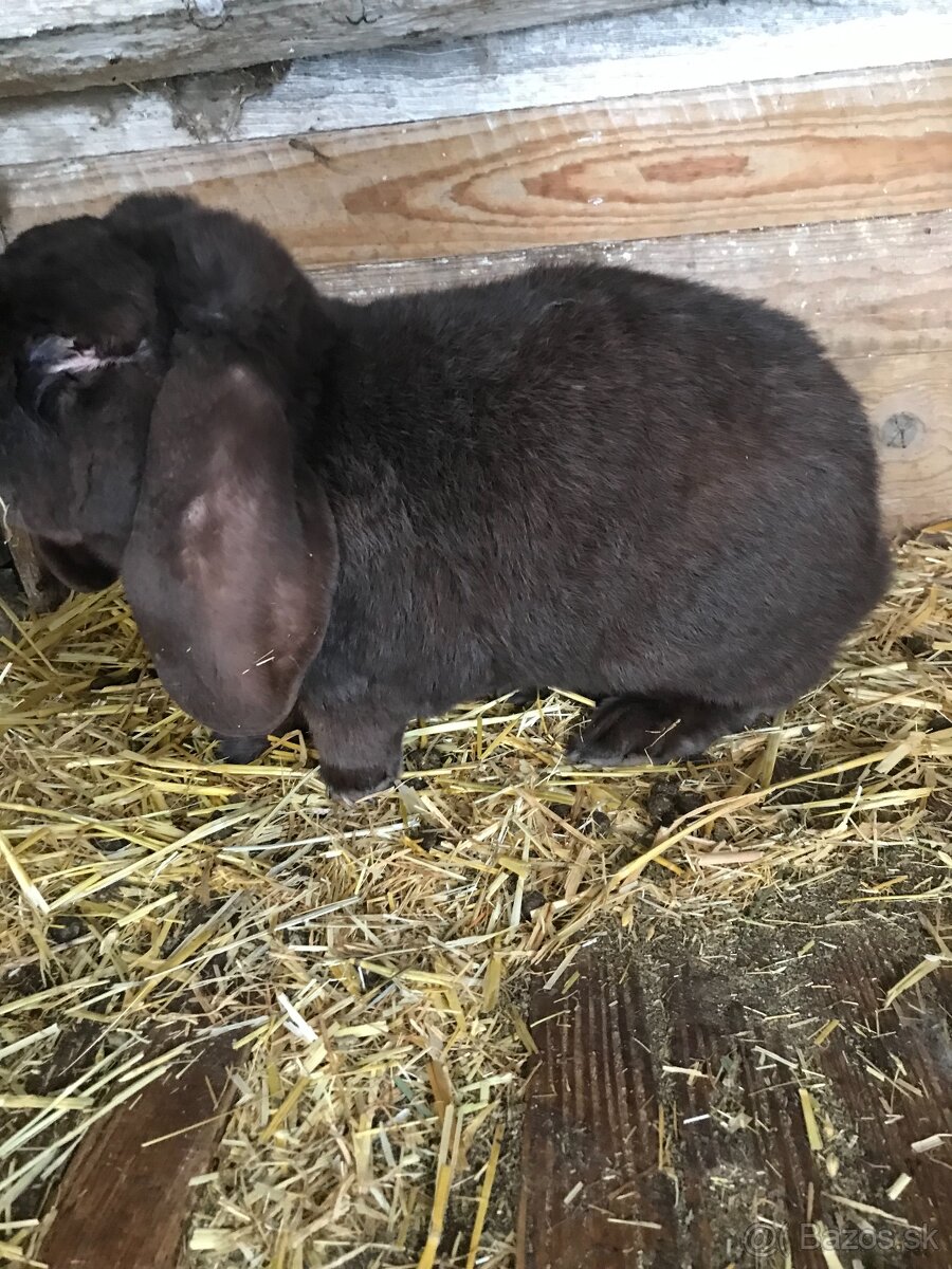 Francúzskeho barana - 2