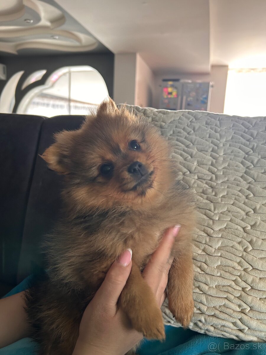 Šteniatká pomeranian - 2