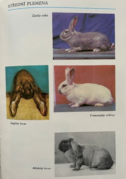 Králiky - 2