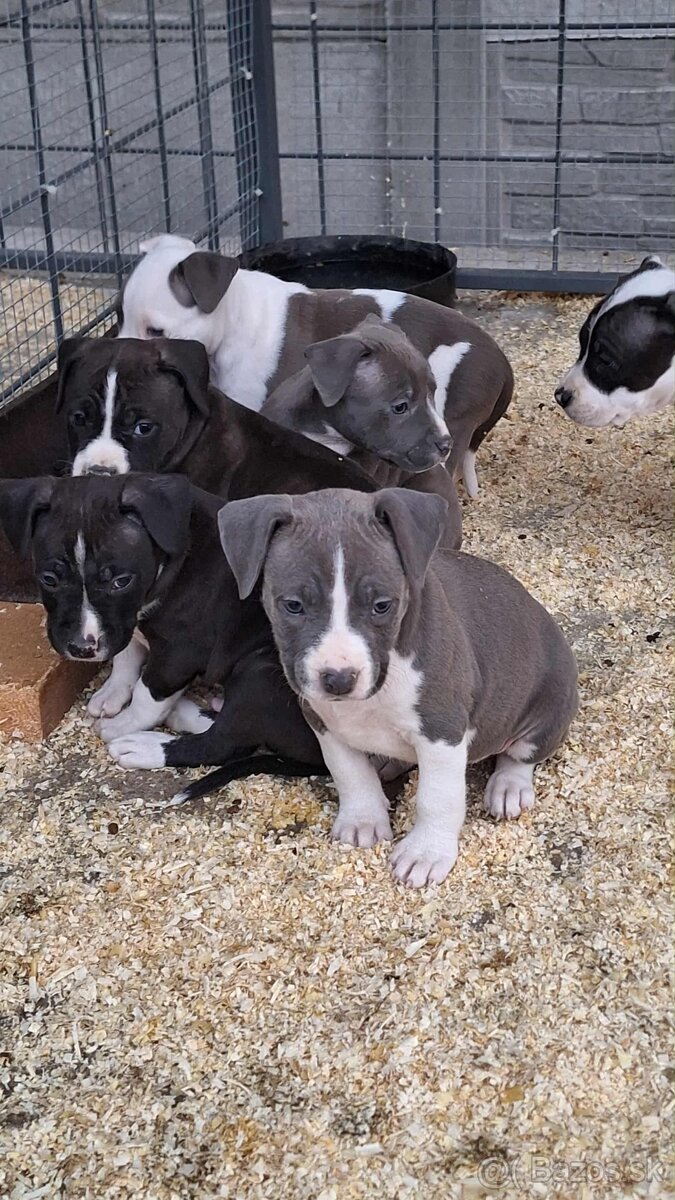 Americky stafford - 2