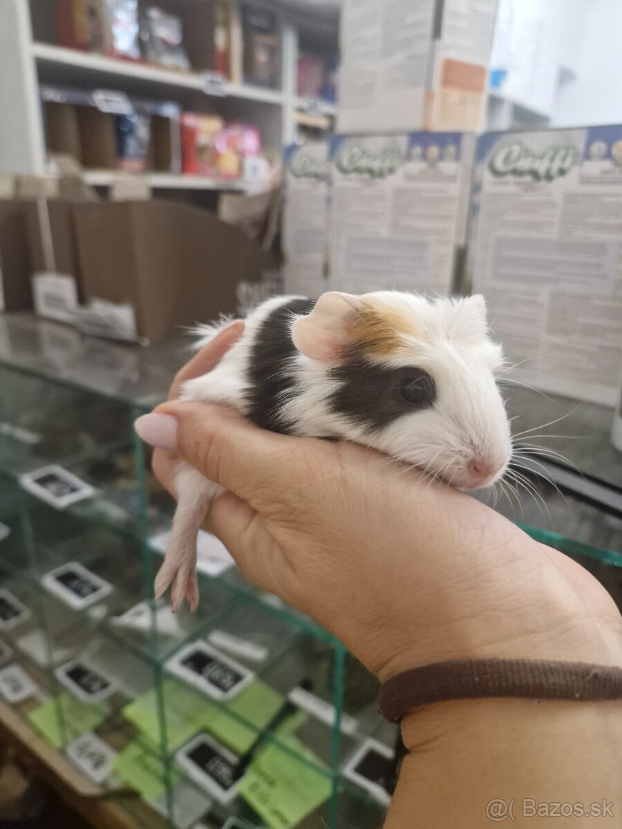 Mláďatá morciat - 2