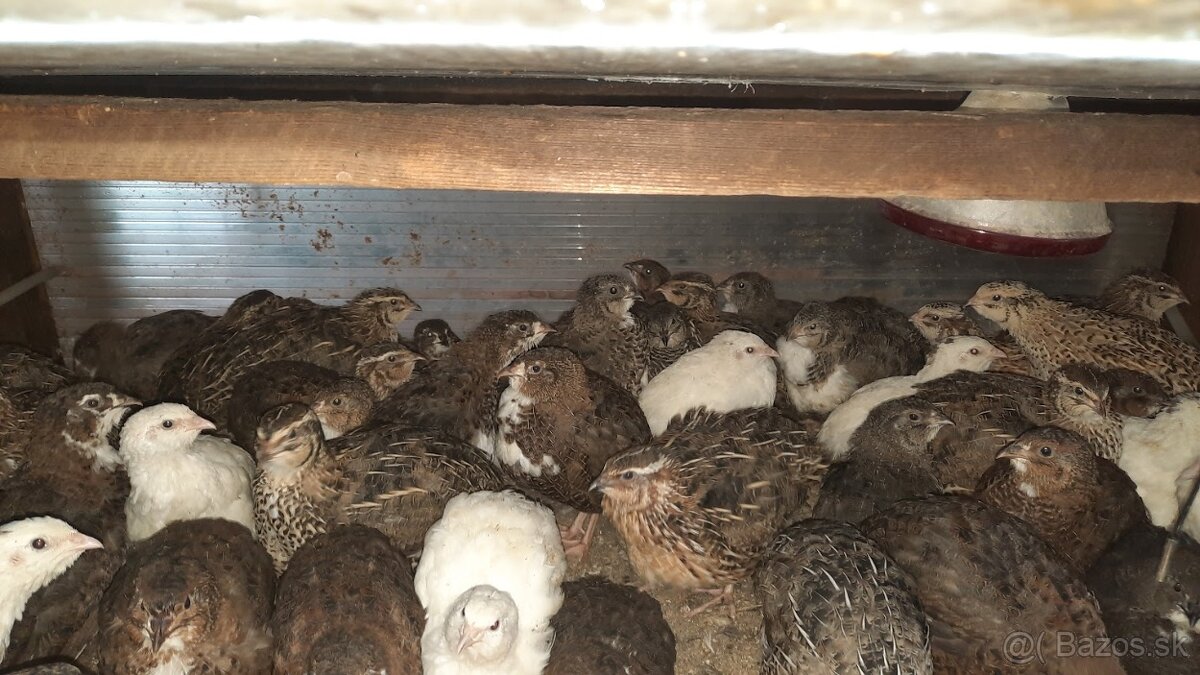 Predám prepelice japonské - 2