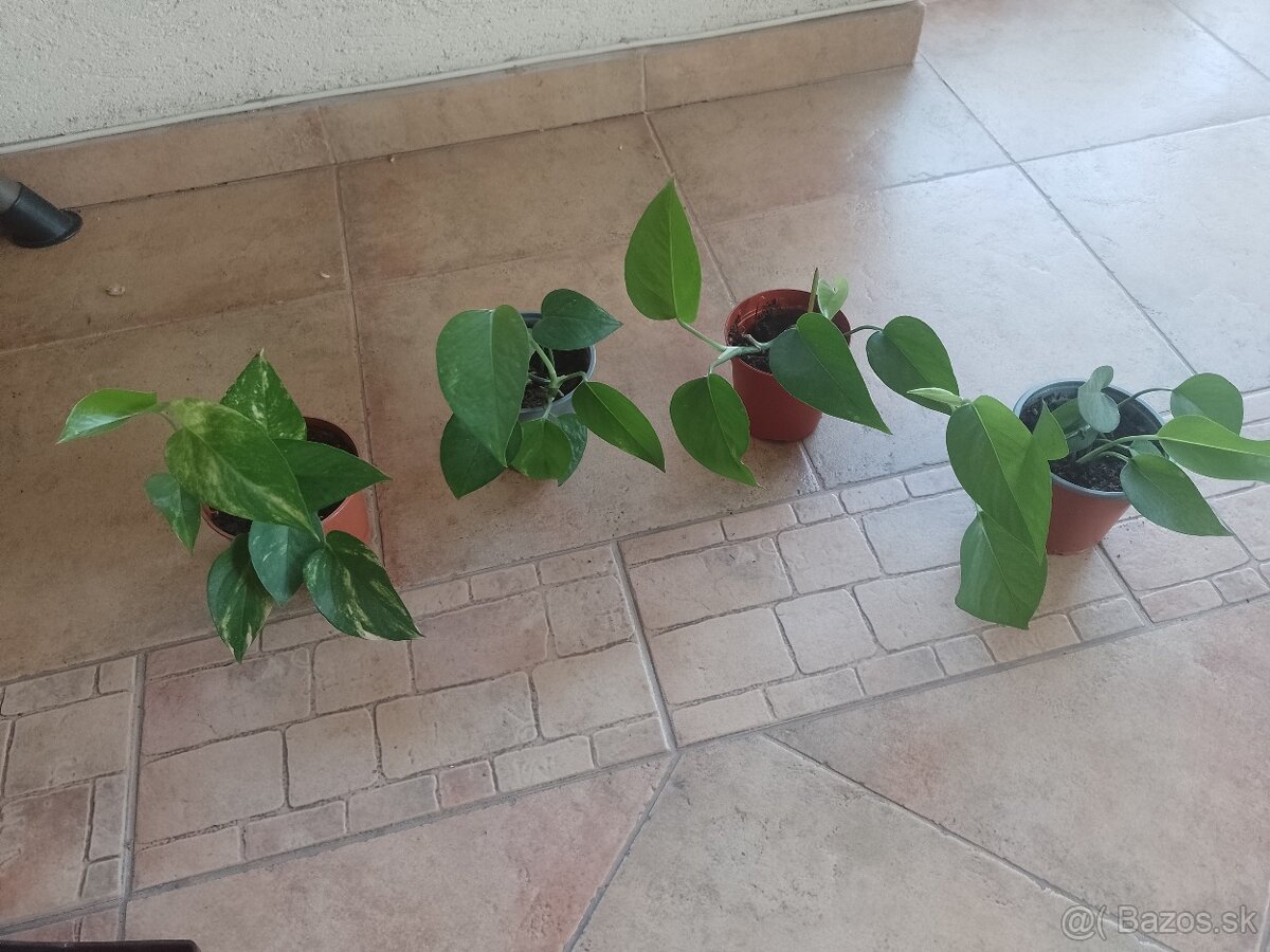 Izb.kvet Divoky Jano 1ks/3,90€+posta - 2