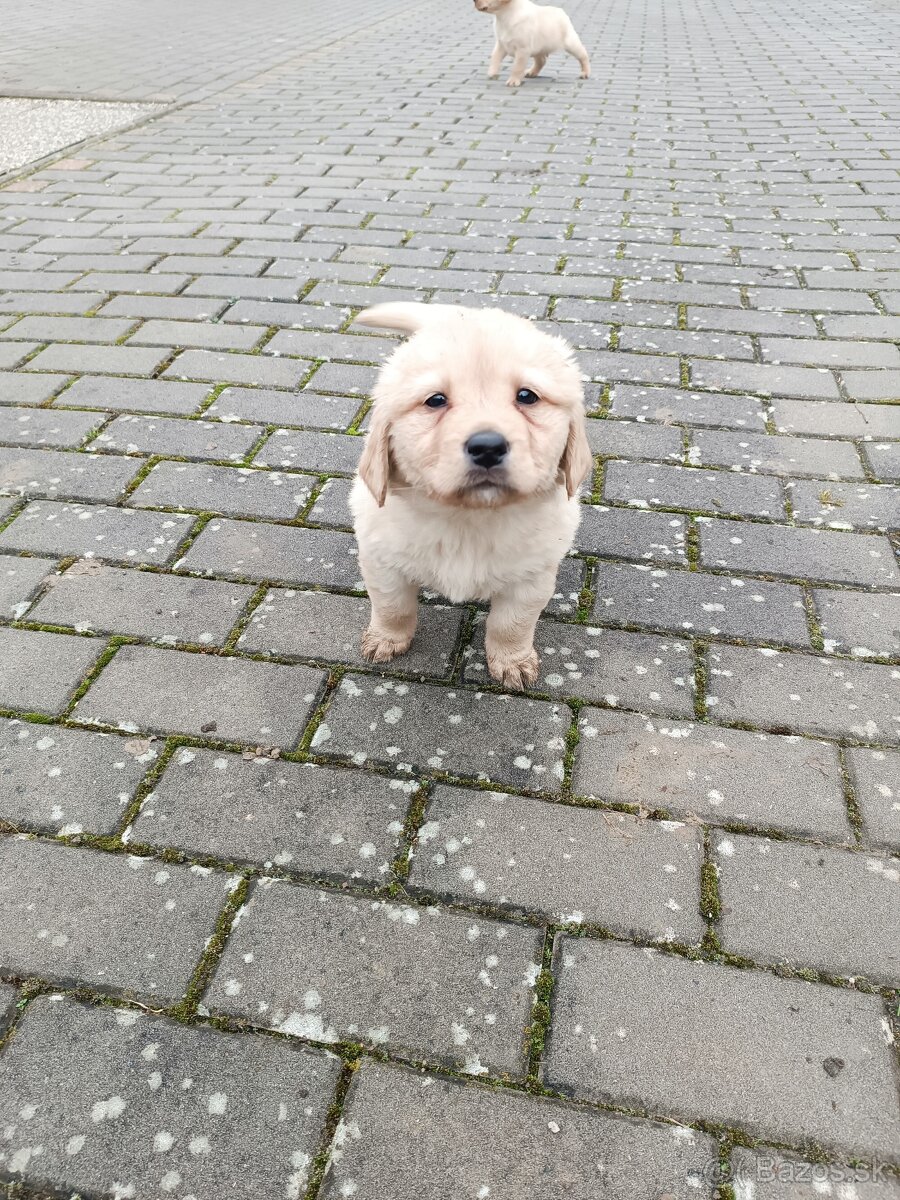 Šteniatka Labradora - 2