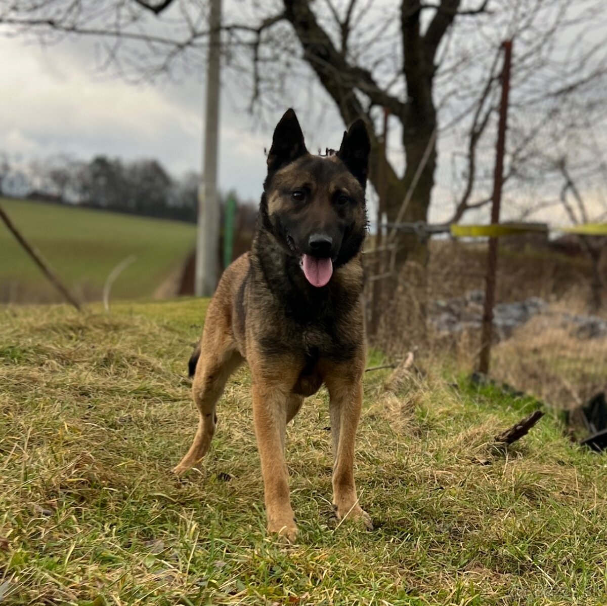 Belgicky ovčiak s PP - 2