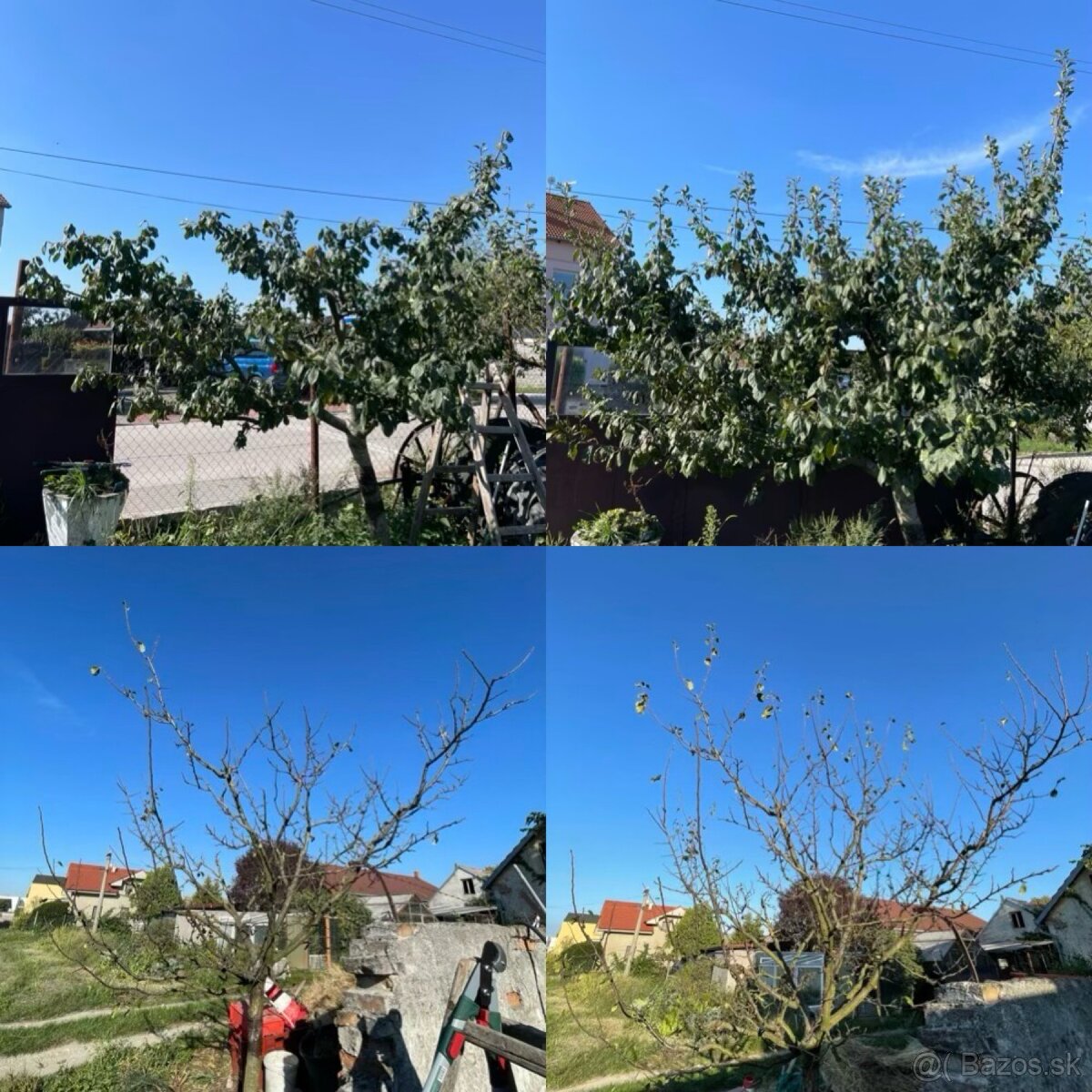 Strihanie, orez stromov a kríkov - 2