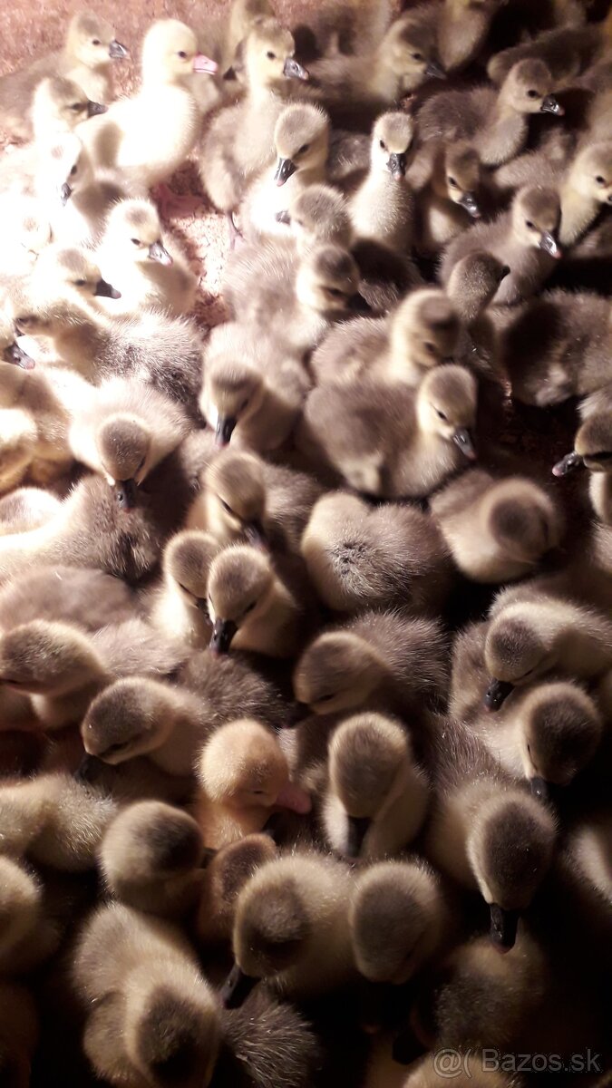 Kačky, husokačky a husi. - 2