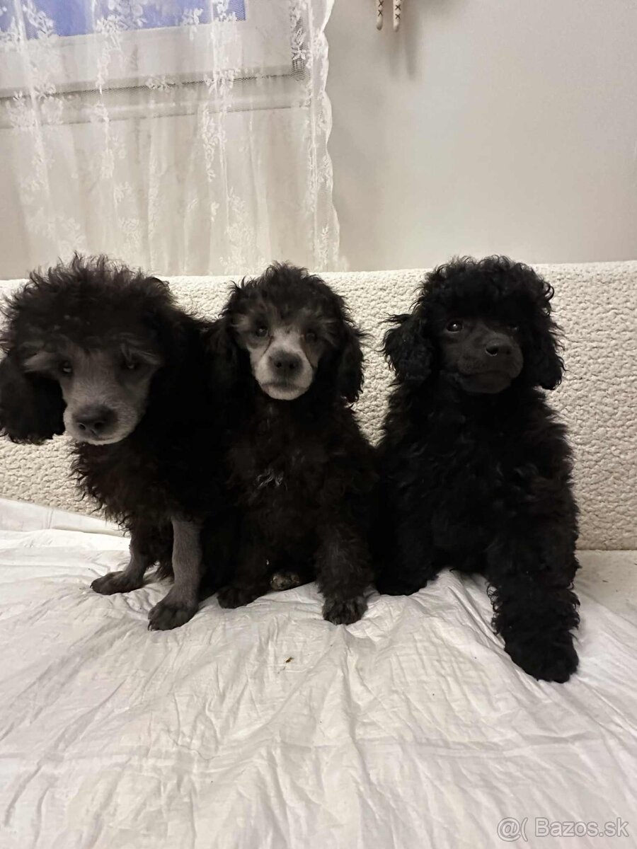 Trpasličí pudel pudlík - 2